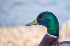 Duck Head (1 of 1).jpg