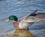 Mallard Yoga 2 (1 of 1).jpg