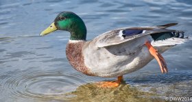 Mallard Yoga (1 of 1).jpg