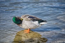 Preening (1 of 1).jpg