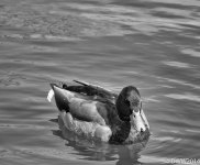 Mallard B&W (1 of 1).jpg