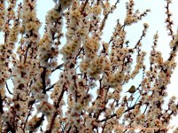 Bird in Apricot Tree.jpg