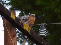 Hawk2.jpg