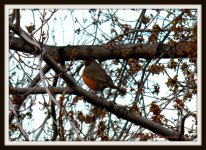 Robin in Oak Tree.jpg
