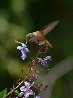Hummer4.jpg