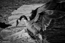 Goosing it up 2 (1 of 1).jpg