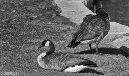 Geese2 (1 of 1).jpg