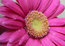Pink Gerbera.jpg Pink Gerbera.jpg