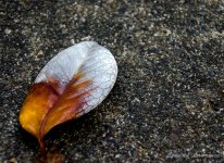 Silver tipped leaf LOL.jpg