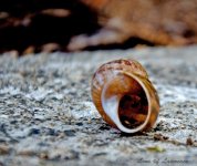 Vacant Snail house LOL.jpg