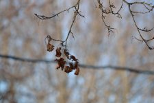 DSC_2522.jpg