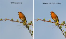 Robin.jpg