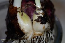 092 Hyacinth Bulb-140402_01.jpg