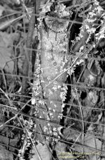 092 Stump-140402_01.jpg