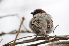 DSC_8259-Edit.jpg