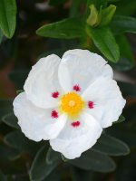 Cistus.jpg