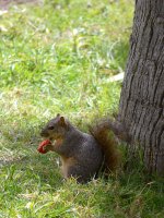 Squirrel.jpg