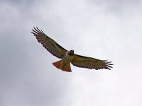 Hawk2.jpg