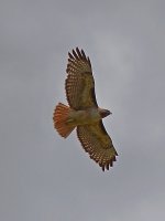 Hawk3.jpg