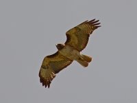 Hawk4.jpg