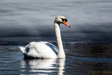 DSC_8312.jpg