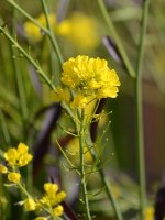 Mustard.jpg