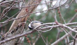 093 Chickadee-140403_01.jpg