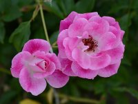Rose.jpg