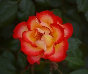 Rose2.jpg