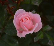 Rose3.jpg