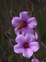 Geranium.jpg