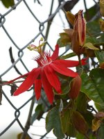 Vitifolia.jpg