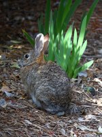 Rabbit.jpg