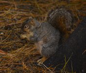Squirrel.jpg
