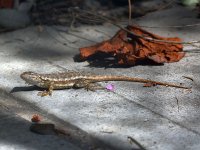 Lizard.jpg