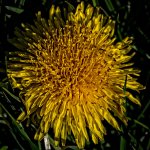Day94-4.jpg