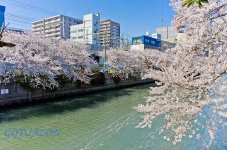 Yokohama 049.jpg