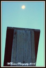 Bird House and Moon.jpg
