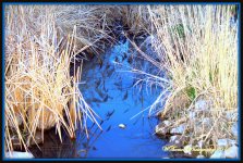 Creek at the Pond.jpg