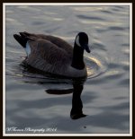 Single Goose at Sunset.jpg
