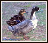 Two Ducklings.jpg