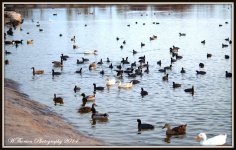 Pond Full of Birds.jpg