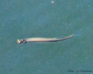 Fish Cropped Monster.jpg