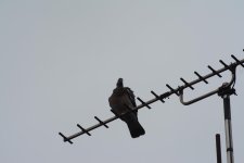 DSC_0008.jpg