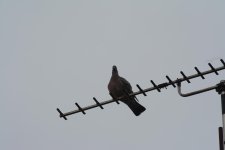 DSC_0009.jpg