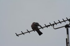 DSC_0011.jpg