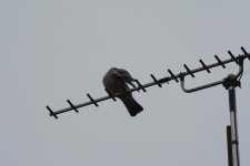 DSC_0012.jpg