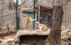 April 04, 2014-Pittsburgh Zoo-2.jpg