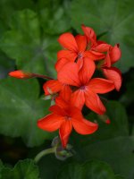 Geranium.jpg