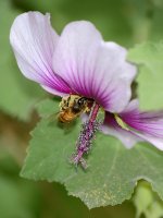 Bee.jpg